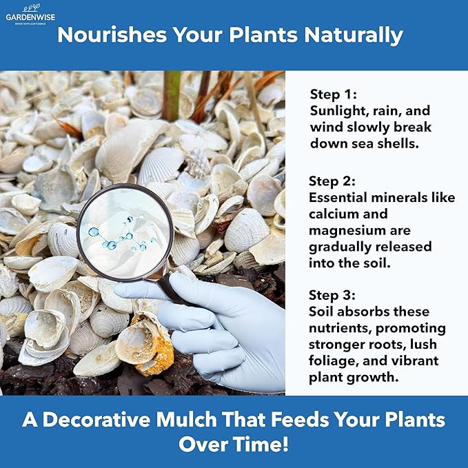 Natural Organic Sea Shell Mulch for Gardens and Landscaping – Decorative and Nutrient-Rich, 0.5–3-Inch Shells, Perfect for Indoor and Outdoor Use (0.7 CF - 20 L - 21 QTS)