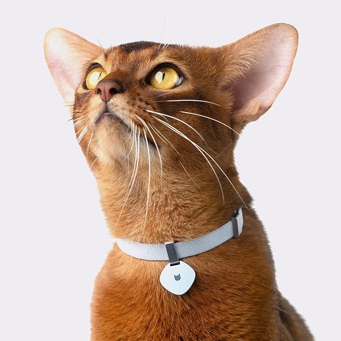Safety Cat Collar Pro, Lightweight Elastic Release Non Breakaway Cat Collar Adjustable with Snap Fastener for Kitten All Small Large Cats,US IDA Gold Award (Midnight Black, S 5.9-11.8")