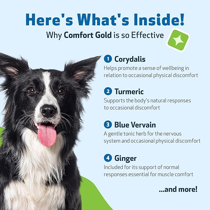 Pet Wellbeing Comfort Gold for Dogs - Supports Canine Physical Comfort, Healthy Circulation, Corydalis, Turmeric - Veterinarian-Formulated Herbal Supplement 4 oz (118 ml)