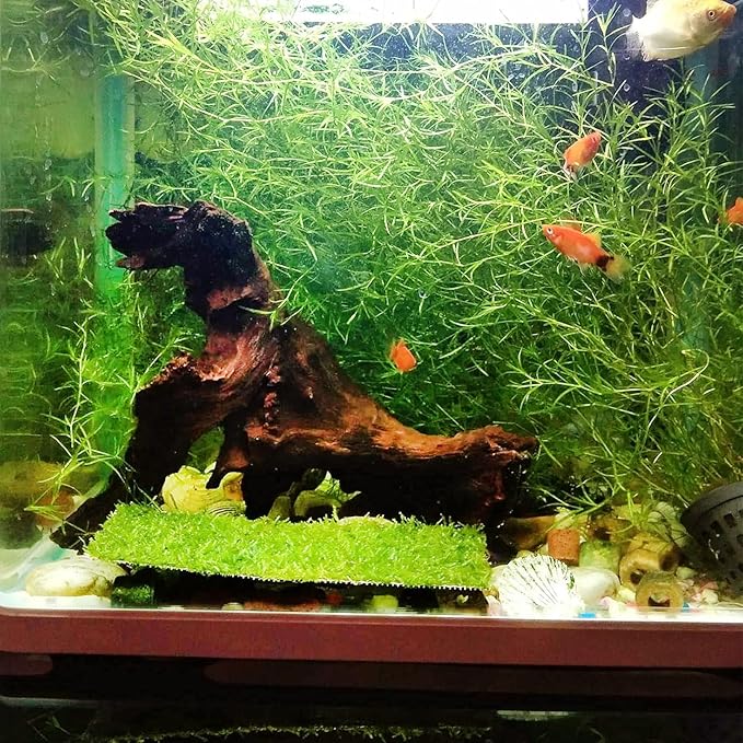 kathson Large Natural Aquarium Driftwood Reptiles Branches Terrarium Ornament Sinkable Wood Decor Trunk Fish Tank Log Habitat Decoration (13"-17")