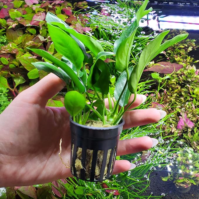 Anubias Live Aquarium Plants - Potted Freshwater Plant for Fish Tanks, Terrariums - Beginner Friendly Low Light (Nana, 3 Pots)