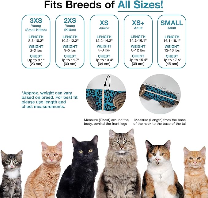 Bellyguard Cat Recovery Suit Female and Male, Comfy Onesie After Surgery, Kitten Clothes for Post-Op Care, Neuter and Spay Healing Outfits for Cats Only – Comfortable Kitten and Adult Cone Alternative