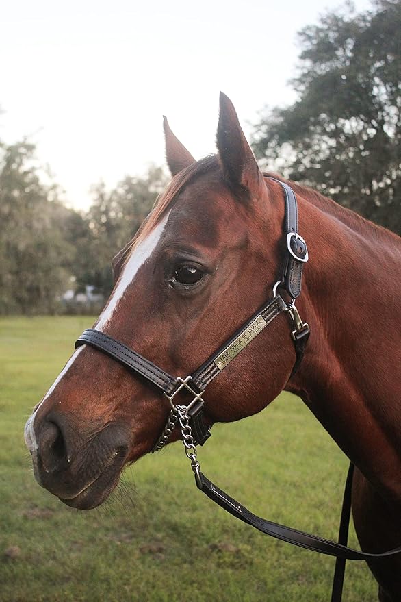 Leather Halter for Horses with Customized Engraved Name Plate Option Halter for Horse | Brown/Brass, Padded Halter (Blue or Green) Black/Brass, Black/Chrome Options