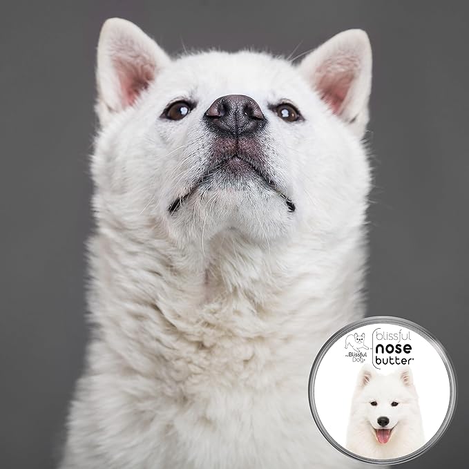 The Blissful Dog Samoyed Nose Butter for Dry, Cracked Skin, Lick-Safe Dog Nose Balm with Moisturizing Shea Butter, Almond, Olive, and Essential Oils, Pet Supplies, Uncented, 1 oz.