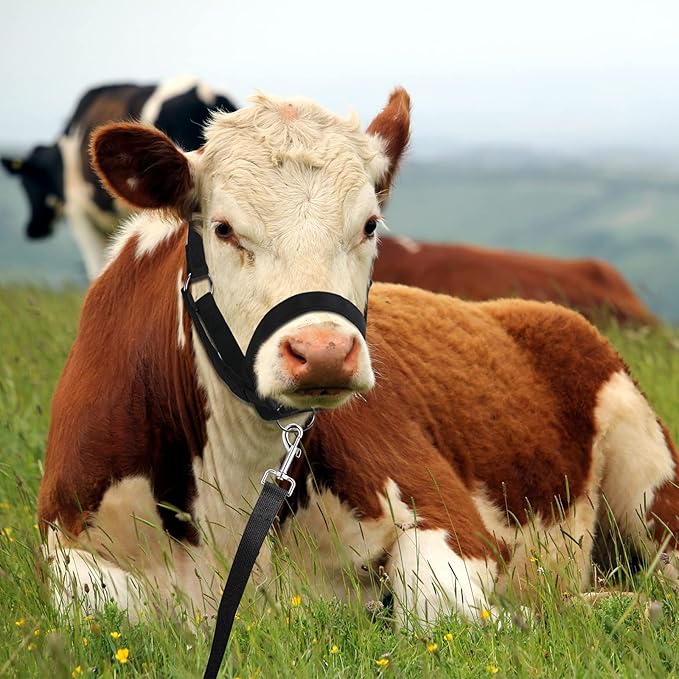 Hillban Cow Halter Cattle Halters Adjustable Calf Halter with Leading Rope for Miniature Horse Donkey Goat Foal Nylon Cattle Training Supplies