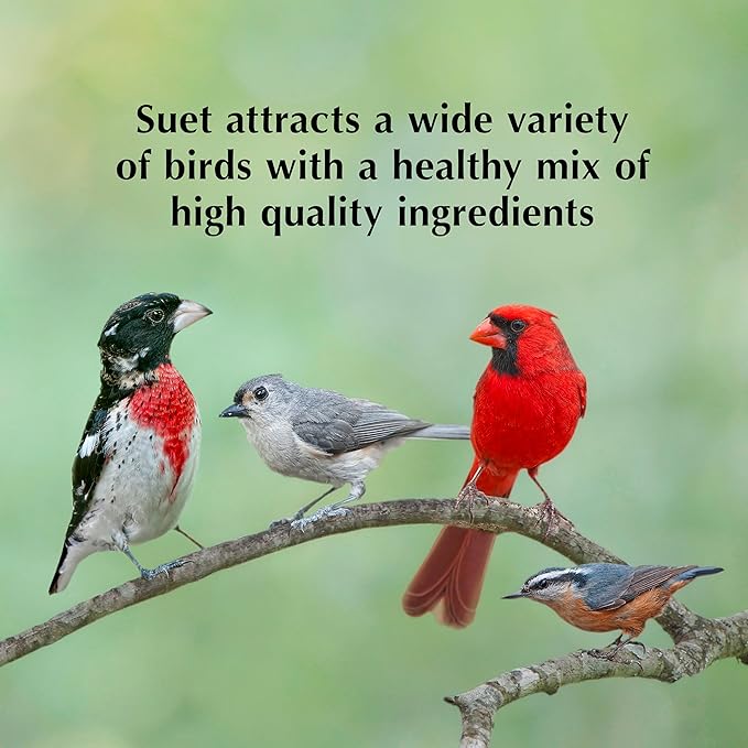 C&S Oriole Delight No Melt Suet Dough 11.75 Ounces 8 Pack