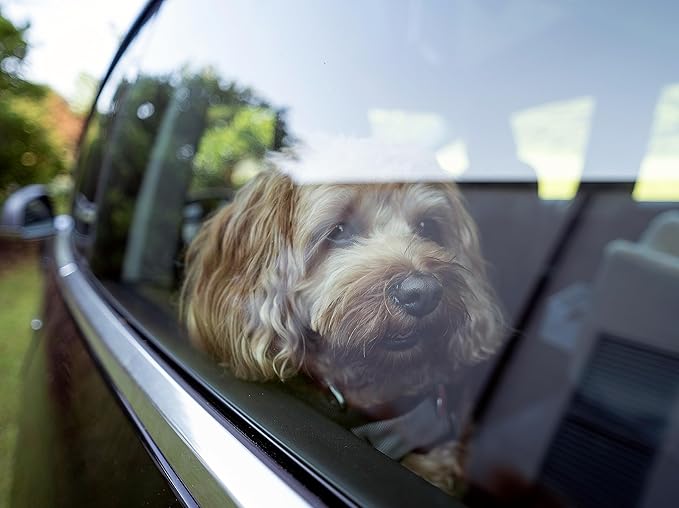 Snoozer Lookout I Car Seat - Dog Car Seats for Small Dogs, Puppy Booster Bed for Small & Medium Sized Pets Up to 25 Lbs, Elevated, Washable - Medium, Sapphire