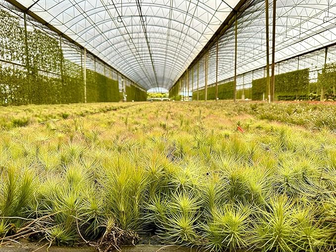 Air Plants - Tillandsia Funckiana, Large 5" - 1ct - Live Arrival Guaranteed - House Plants for Home Decor & Gift