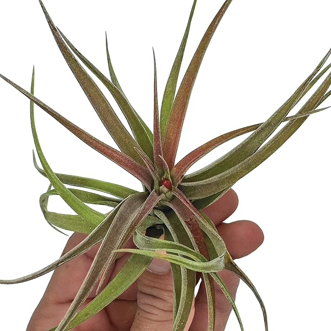 Air Plants - Tillandsia Brachycaulos Abdita, Large 4-6" - 3 ct - Live Arrival Guaranteed - House Plants for Home Decor & Gift