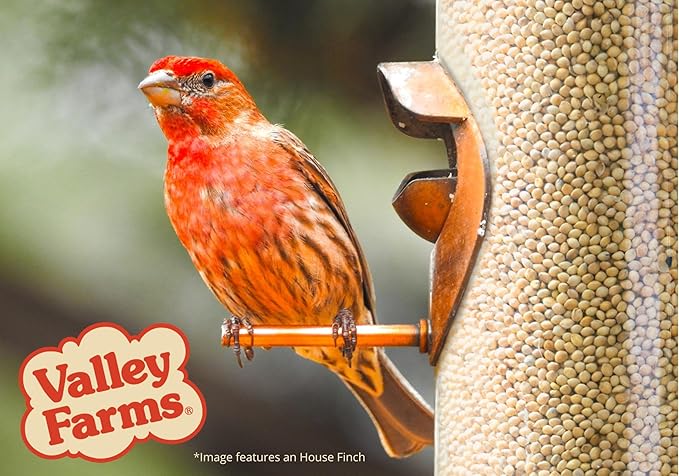 Valley Farms White Millet Wild Bird Seed (5LB) for Outside feeders, White proso Millet, Bird Watcher Secret Wild Bird Food to Attract Colorful Painted Buntings in Southern USA