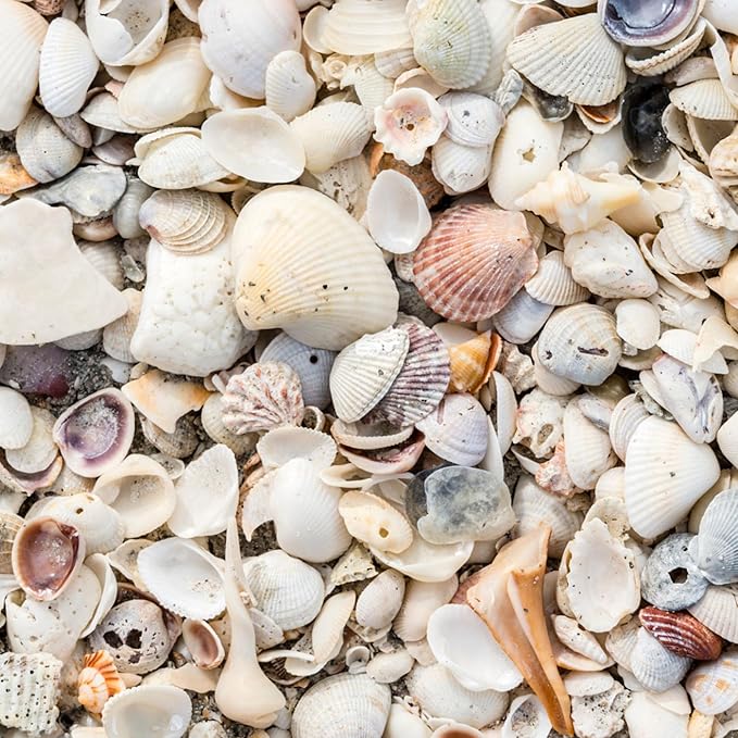 Natural Organic Sea Shell Mulch for Gardens and Landscaping – Decorative and Nutrient-Rich, 0.5–3-Inch Shells, Perfect for Indoor and Outdoor Use (0.3 CF - 8 L - 9 QTS)