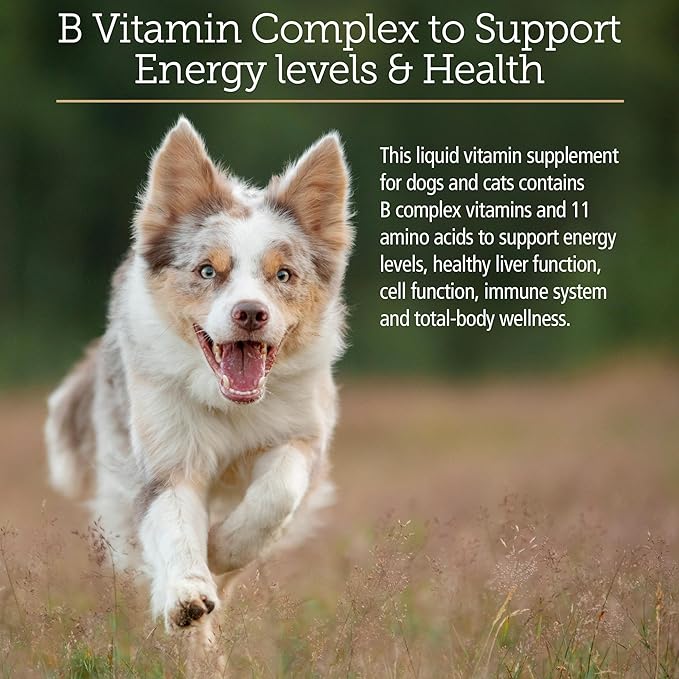 Rx Vitamins Amino B Plex Cat & Dog Supplement - Vitamin B Complex Liquid Plus Amino Acids for Dogs & Cats - Appetite Booster and Weight Gainer Cat & Dog Vitamins - 4 oz