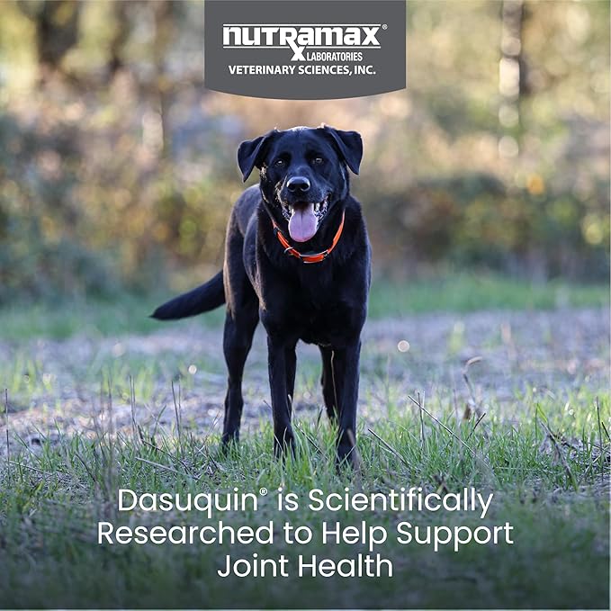 Nutramax Laboratories Dasuquin Joint Health Supplement for Large Dogs - With Glucosamine, Chondroitin, ASU, Boswellia Serrata Extract, and Green Tea Extract, 84 Soft Chews, DASL84SC