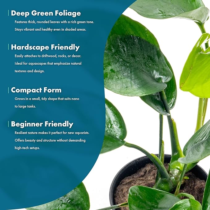 Anubias Live Aquarium Plants - Anubias Nana Tropica (Anubias barteri Nana) - Low Light Epiphytic Rhizome for Foreground to Midground Freshwater Aquascapes, Dark Green Accent - Pot