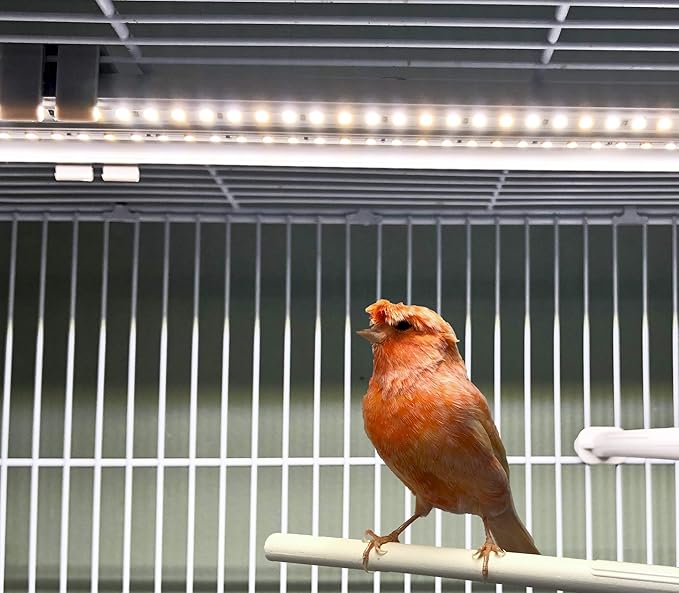 HappyBird Lightning (A Divison of M&M Cage) 8" LED linkable Light bar Without Power Source for Multiple Bird Breeder Cages, Full Spectrum LED. Will NOT Run ON ITS OWN (Single)