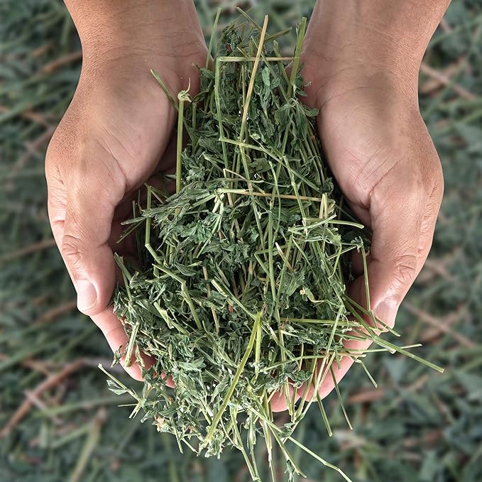 High Desert Alfalfa Hay for Rabbits, Guinea Pigs, Chinchillas & Small Pets – Protein-Rich Natural Hay for Young, Growing Animals – High-Fiber, Hand-Packed, Additive-Free, Grown in USA – 10 lb Box