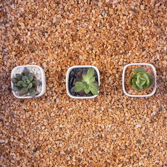 3lb Cactus Pea Gravel Rocks,1/5 Inch Pebbles for Indoor Plants, Natural Succulent Rock and River Rocks Decorative for Aquariums, Vases, Terrarium, Outdoor Gardening, Top Dressing for Potted Plants