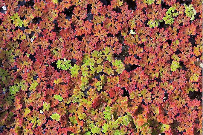 Azolla caroliniana 20 + Plants Live Floating Pond Plant Mosquito Fern Water Velvet Fairy Moss Aquarium Outdoor Ponds Fast Growth Outcompetes Algae Fish Food filiculoides