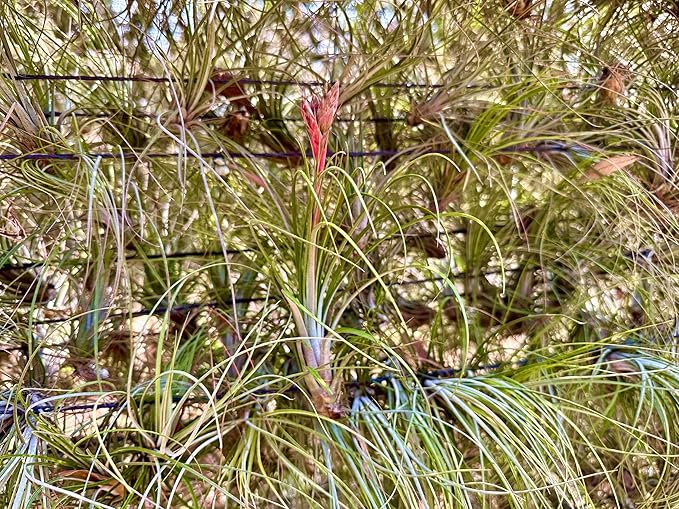 Air Plants - Tillandsia Juncea, Jumbo 8-12" - 5ct - Live Arrival Guaranteed - House Plants for Home Decor & Gift
