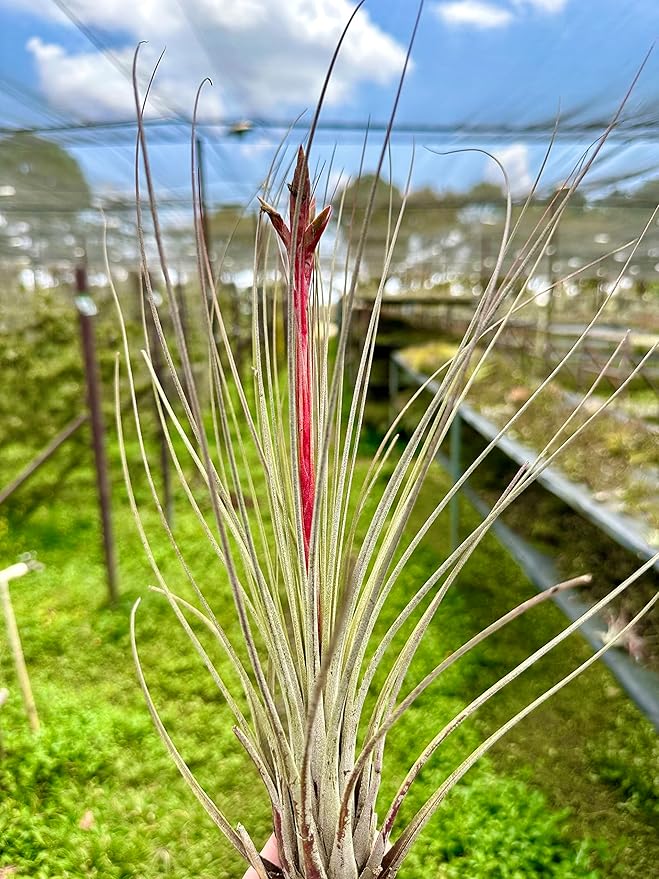 Air Plants - Tillandsia Juncea, Jumbo 8-12" - 3ct - Live Arrival Guaranteed - House Plants for Home Decor & Gift