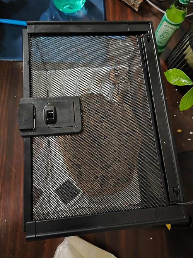 Mini Reptile Glass Terrarium Tank, cage for Tarantula Sling Geckos, Frog, Lizards, Chameleons,Turtles Snake Snail Insect Hermit Crab Isopods Reptiles Enclosure (12x8x6inch)