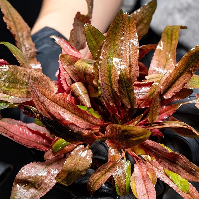 Ultum Nature Systems Cryptocoryne Mioya Tissue Culture Live Plant for Aquarium, Aquascape, Freshwater Fish Tanks - 100% Snail Free in Vitro