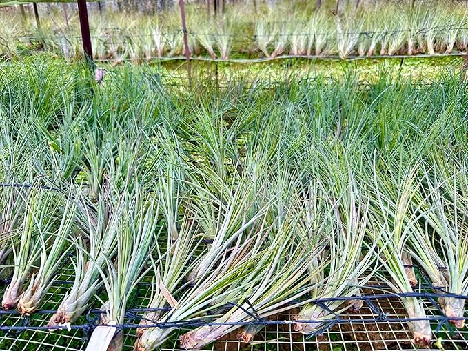 Air Plants - Tillandsia Juncea, Jumbo 8-12" - 2ct - Live Arrival Guaranteed - House Plants for Home Decor & Gift